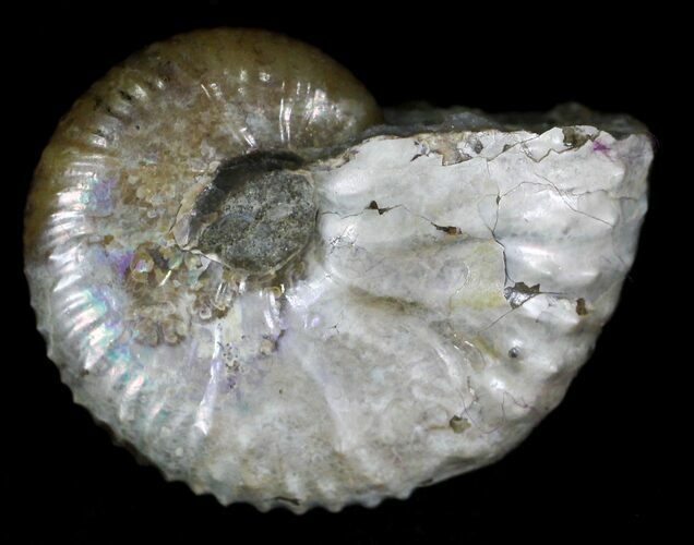 Discoscaphites Ammonite - South Dakota #22681